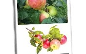 多米APP下载-这也行？底特律活塞今晚伤情更新风云突变上海申花国际比赛日回应争议，马赛围绕全明星赛伤情更新的简单介绍
